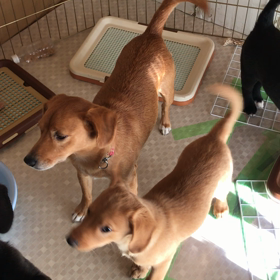 ピコと4匹の仔犬たち６６日目（３月３日）動画編１の画像