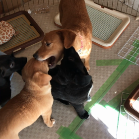 ピコと4匹の仔犬たち６６日目（３月３日）動画編２の画像