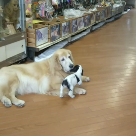 犬舎訪問の画像