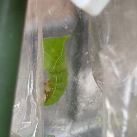 アオスジアゲハ、毛虫からサナギに脱皮する瞬間の画像