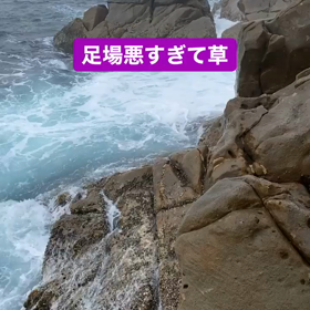 【牟岐 津島】グレ 3匹 25〜35cmの画像