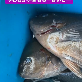【牟岐 津島】グレ 32~46cmの画像