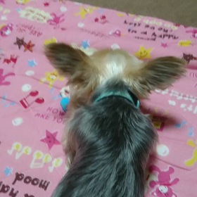 お気に入り…(*˙ ︶˙*)☆*°の画像