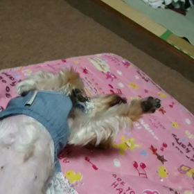 爆睡…( *^艸^)の画像