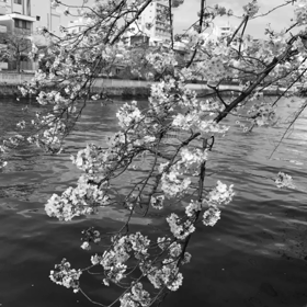 「花と水辺は仲良しさん 」 花の想い出その壱の画像