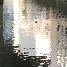 水鳥の遊ぶの画像