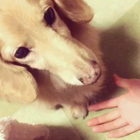リヴとぴのこの画像