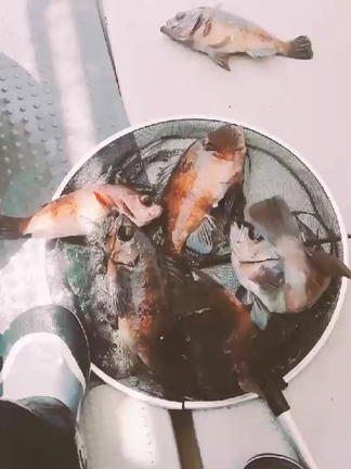 河内弘さんの夕食の記事動画