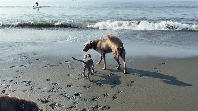 犬との暮らし　子犬の成長の記事動画