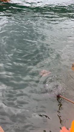 またまたお世話になりました「波多水産ひがし丸」さんの記事動画