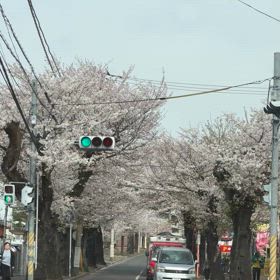 桜トンネルの画像