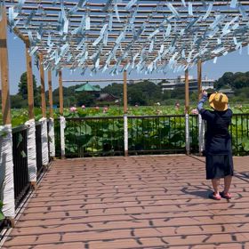 夏の風物詩の画像