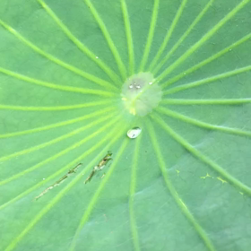 蓮の葉♪の画像