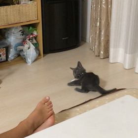 フタとカーテンがお好きの画像