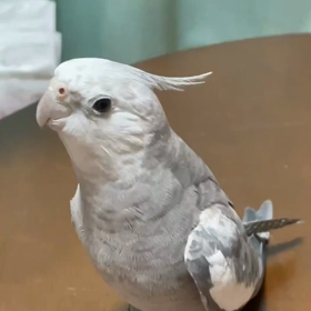 ごうちゃんの歌声とおしゃべりの画像