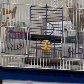 ごうちゃんのミッキーマウスマーチ？の画像