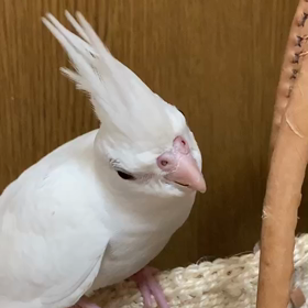 ぴーちゃんとじんちゃんの画像