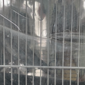 ごうちゃん　可愛い可愛いの画像