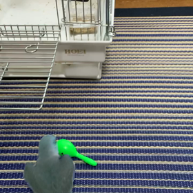 マラカス遊びの画像