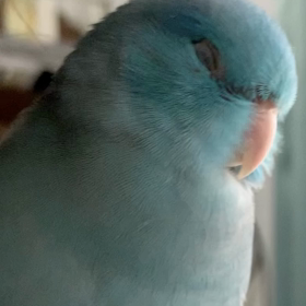 ウトウトの画像