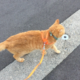お散歩の画像