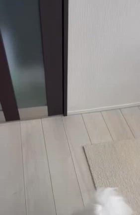 リーフさんの家で、スベリヒユ実食‼️の記事動画
