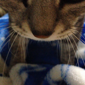 専属マッサージ師の画像