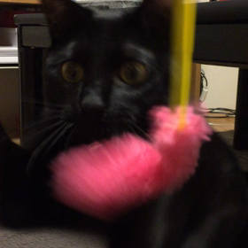 猫じゃらしの画像
