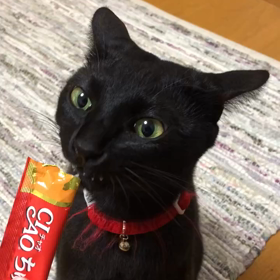 ちゃおちゅーるの画像
