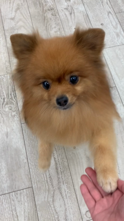 9月の予約についてʕ•ᴥ•ʔの記事動画