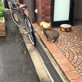 缶祭りまでの画像