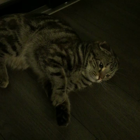 お猫様をの画像