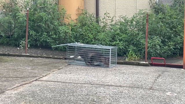 捕獲器作動時の動画となります。の記事動画