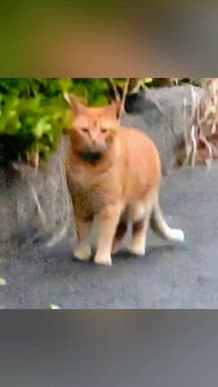 数ヶ月前の画像と動画の記事動画