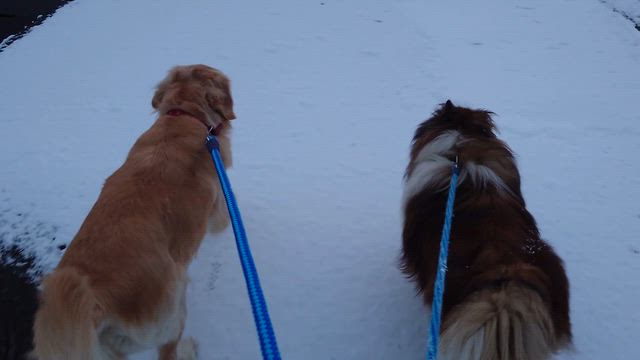 積雪に喜ぶ方と。去勢手術の日の記事動画