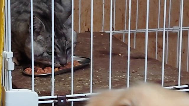保護猫『シマくん』の意外な病気の記事動画