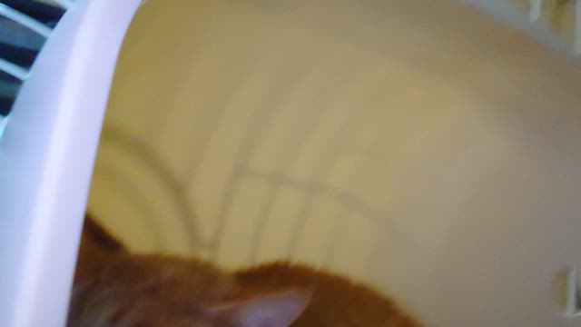 ”寝込む前の保護対応”の茶トラさん。の記事動画