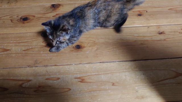 御支援の御礼。FIPのご相談の記事動画