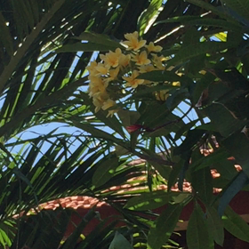 バリ島へようこそ③の画像