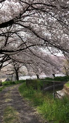 見沼の春2025日本一の桜回廊をシクロクロスの記事動画