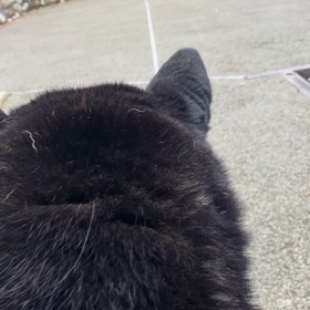 本日、２度目の散歩の画像