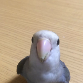 しゃべる？？…の画像