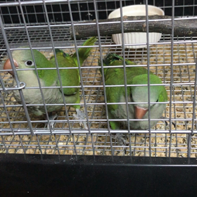 オキナイ ンコ  かまちょちゃんの画像