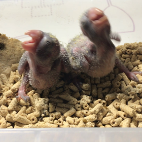 オキナインコの雛雛です(*´Д｀*)の画像