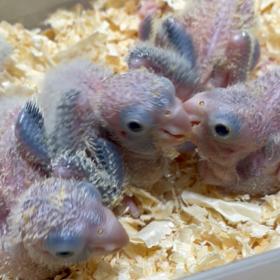 オキナインコのチビちゃんたちの画像