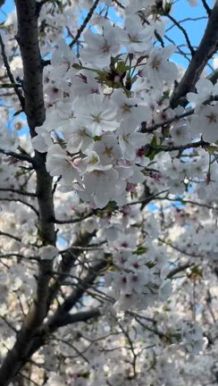 11年目の桜2026の記事動画
