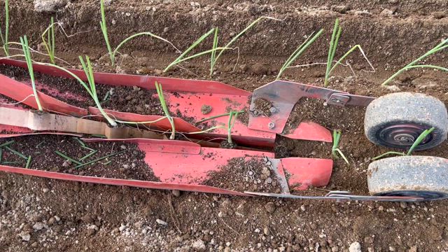鏡石町での就農体験、今回は玉ねぎの苗植えをしました！の記事動画
