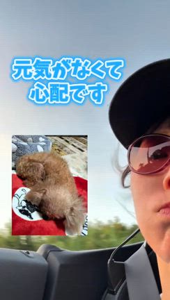 原因不明のわんちゃんが元気に回復✨の記事動画