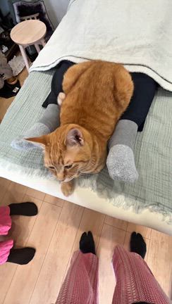 内臓が伝えたい事の記事動画