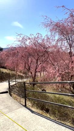 奈良県　天空の庭の記事動画